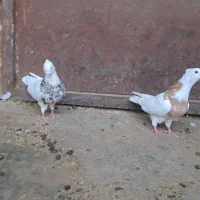 طوقی الماسی