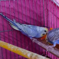 مرغ عشق ۳ عدد رینبو اصل بنفش ( رنگین کمانی )|پرنده|آبادان, |دیوار