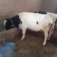 گاو هلشتاین شکم 2 30روز مانده به زایمان تلقیح شده|حیوانات مزرعه|سراب, |دیوار