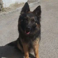 ژرمن بلک‌فیس ۱۰ماهه ماده