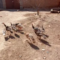 هر دانه ۶۰۰هزارتومان پای هم|پرنده|تربت جام, میان جام|دیوار