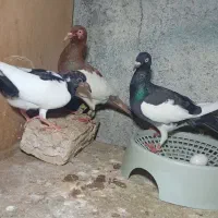 پرنده کفتر