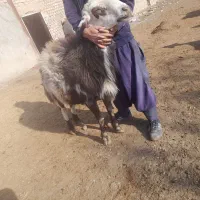 قوچ 3سال|حیوانات مزرعه|تایباد, |دیوار