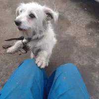 سگ ماده پیدا شده