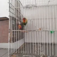 سلام جفت کوتوله برزیلی