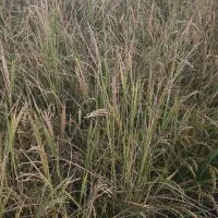 زمین-برای-کشت-گندم-دارم-شراکتی