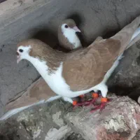 یه جفت ساده زرد