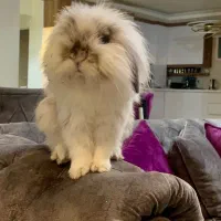 مژدگانی خرگوش سفید با لکه های طوسی روشن گمشده