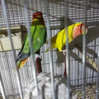 عروس هلندی مولد با جوجه