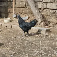 ایام سمانی