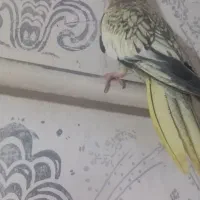 طوطی عروس نر ماده بالغ