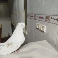 کبوتر در وکت سورول