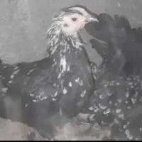 تخم مرغ نطفه دار گلین لری|حیوانات مزرعه|اردکان, |دیوار