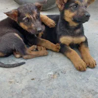 واگذاری سگ|سگ|کرمانشاه, |دیوار