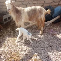 بز کهره دار کهرش نر تازه زاییده