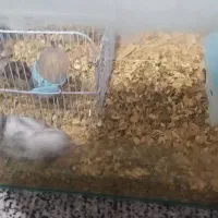 همستر عمده وتک فروشی