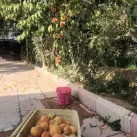 باغچه‌ی زیبا درختان بزرگ و خوش بار با حق آب|فروش زمین و ملک کلنگی|هشتگرد, هشتگرد قدیم|دیوار