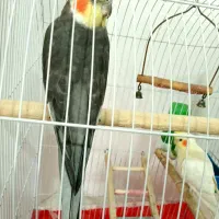 یک جفت عروس هلندی سخنگو