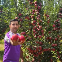 نهالهای سیب و انواع اصلاح شده نهال