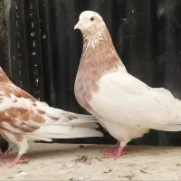 جفت دهاتی|پرنده|تهران, نیروی هوایی (پیروزی)|دیوار