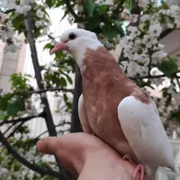 یک جفت کبوتر طوقی