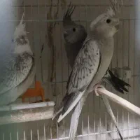 ۳تا عروس هلندی وایت فیس