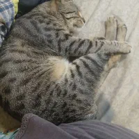 واگذاری گربه هفت ماه نر