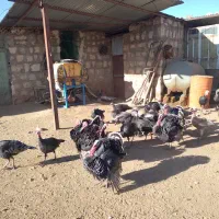 فروش بقلمون|حیوانات مزرعه|کوهدشت, |دیوار