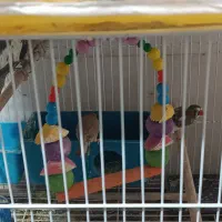 عروس هلندی و یک جفت فنچ|پرنده|مشهد, شهرک ابوذر|دیوار