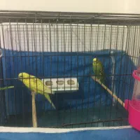 مرغ عشق|پرنده|اصفهان, بوستان کوهستانی صفه|دیوار