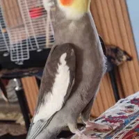 عروس هلندی سخن گو