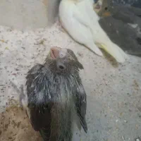 جوجه عروس هلندی|پرنده|مشهد, مهدی آباد (بلوار توس)|دیوار