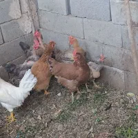 مرغ و خروس