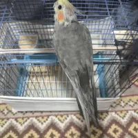 عروس هلندی