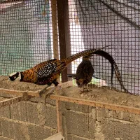 پرنده های زیبا