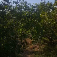 فروش باغ در روستای ابر