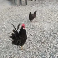 مرغ و خروس فروشی