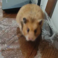 همستر ماده یک ساله