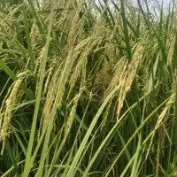 زمین-زراعی-لوکیشن-بی-نظیر