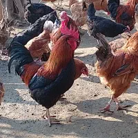 تخم مرغ نطفه دار. اصلاح شده گلپایگان|حیوانات مزرعه|اطاقور, |دیوار