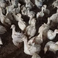 فروش بوقلمون بیوتی یک ماهه|حیوانات مزرعه|مرودشت, محمد آباد|دیوار