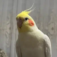 عروس هلندی لوتینو دستی