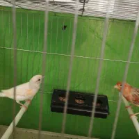 ماده قناری|پرنده|رفسنجان, |دیوار