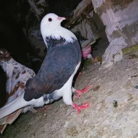 کبوتر پرشی|پرنده|مزرعه کتول, |دیوار