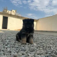 توله ژرمن|سگ|کرج, ملکآباد|دیوار