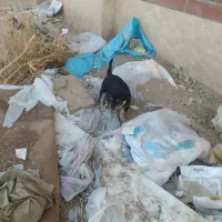 توله حسابی|سگ|قم, باسکول|دیوار