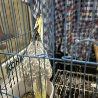 طوطی عروس هلندی جفت|پرنده|آمل, |دیوار