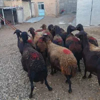 سلام ۱۲راس میش قزل افشار جوان