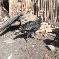 بوقلمون خانگی