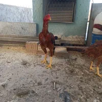 خروس لاری|حیوانات مزرعه|دره شهر, |دیوار